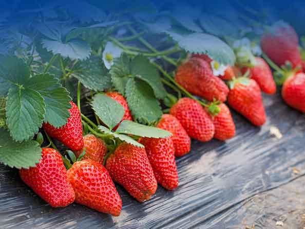 草莓检测